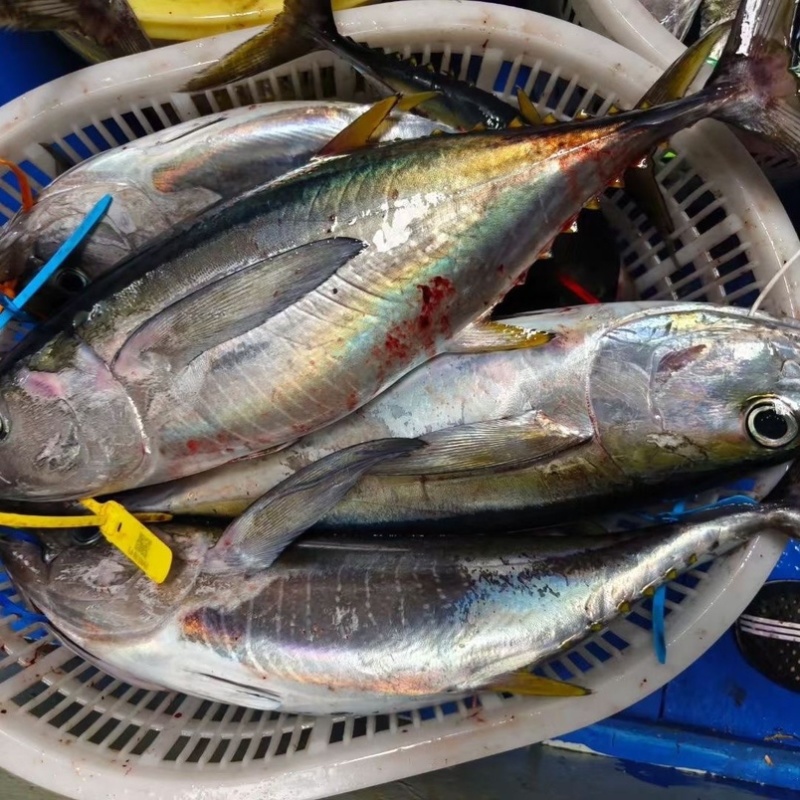 深海金枪鱼