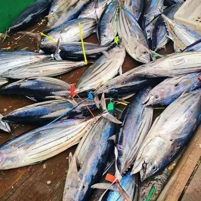 深海金枪鱼