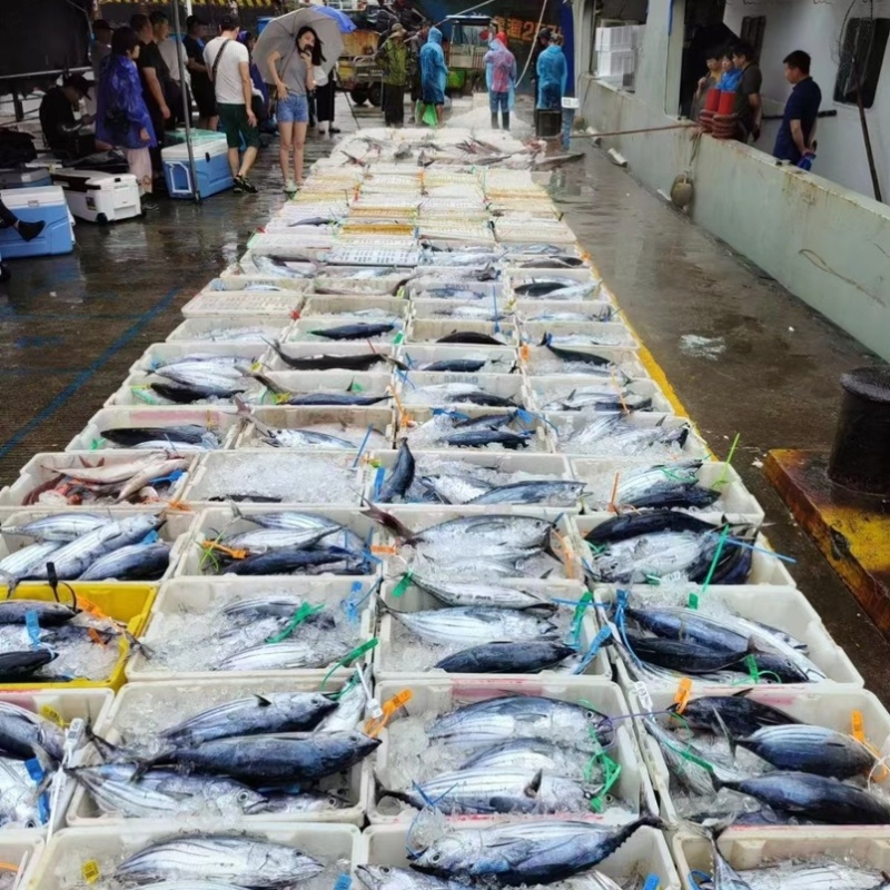 深海金枪鱼