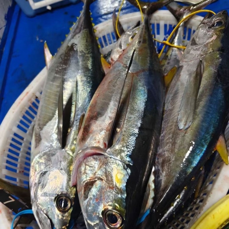 深海金枪鱼
