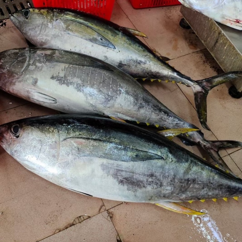 深海金枪鱼