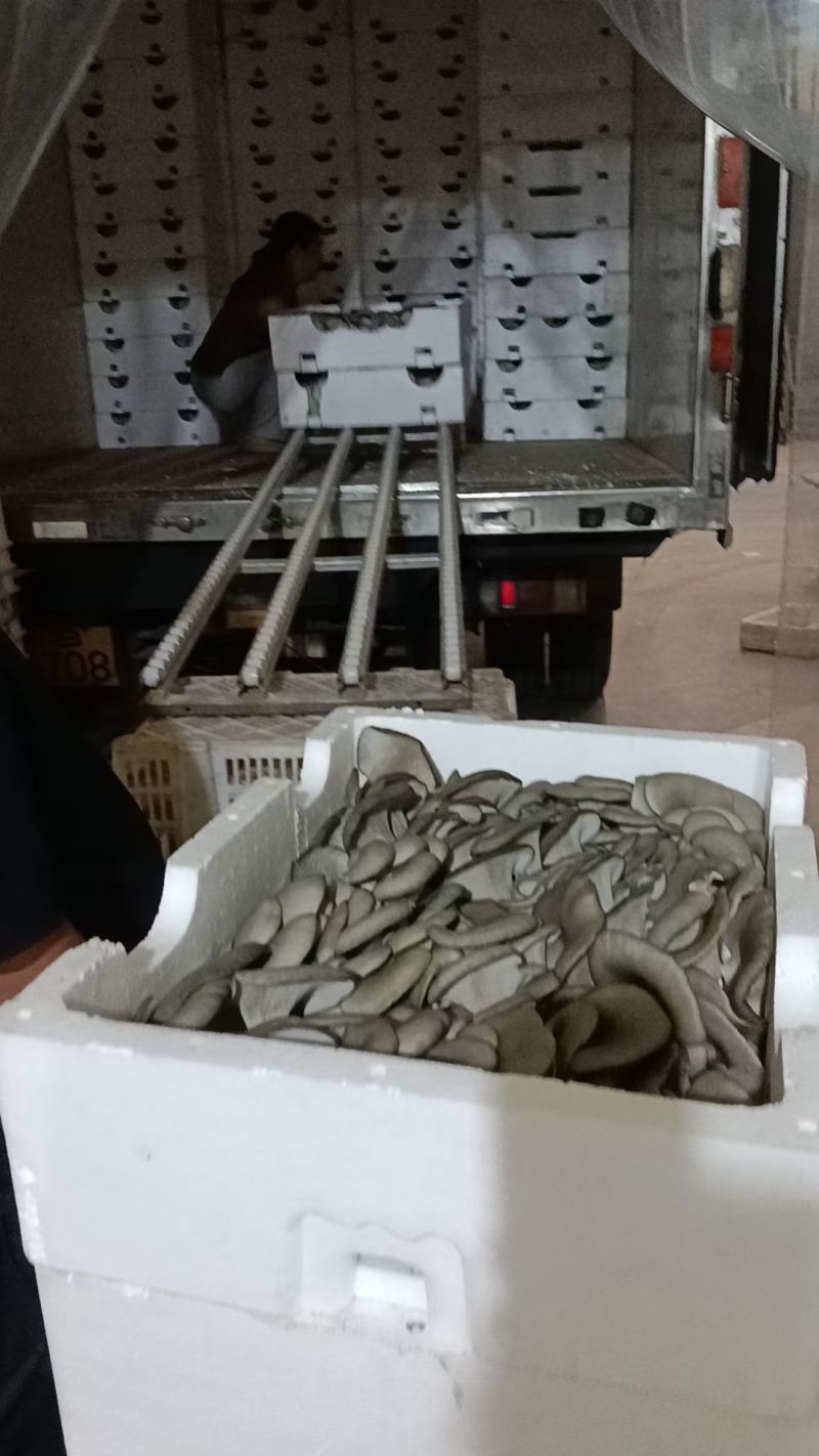 邯郸精品蘑菇鲜平菇基地直发全国发货