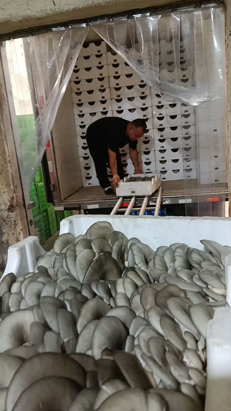 邯郸精品蘑菇鲜平菇基地直发全国发货