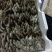 邯郸精品蘑菇鲜平菇基地直发全国发货
