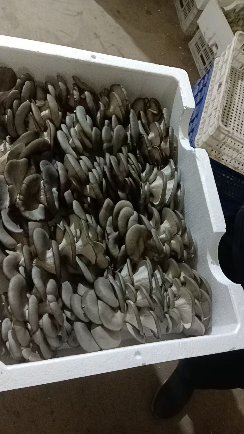 邯郸精品蘑菇鲜平菇基地直发全国发货