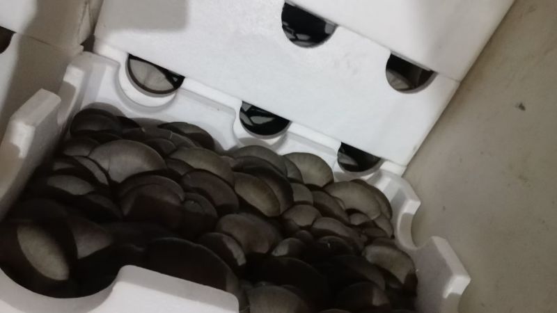 邯郸精品蘑菇鲜平菇基地直发全国发货