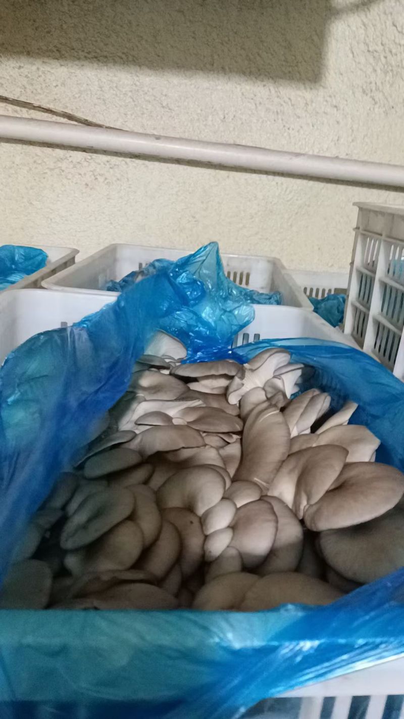 邯郸精品蘑菇鲜平菇基地直发全国发货