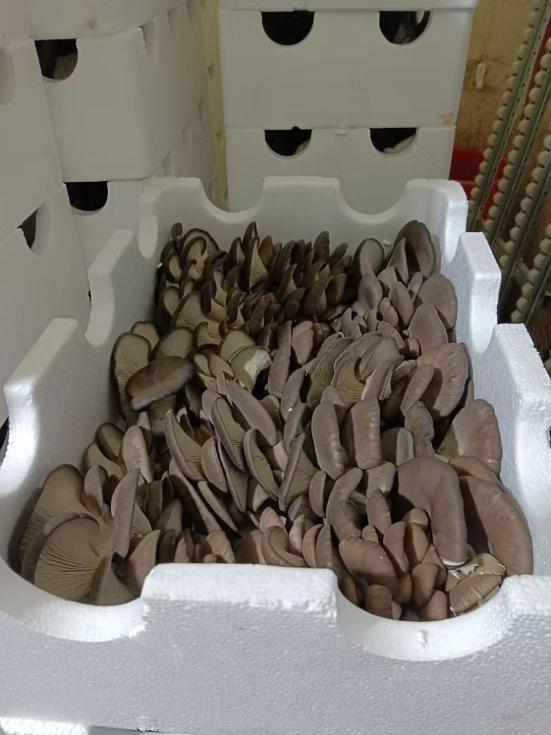 邯郸精品蘑菇鲜平菇基地直发全国发货