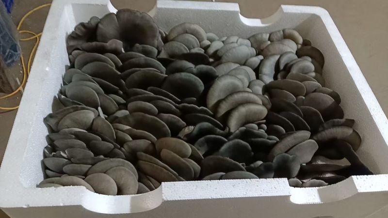 邯郸精品蘑菇鲜平菇基地直发全国发货