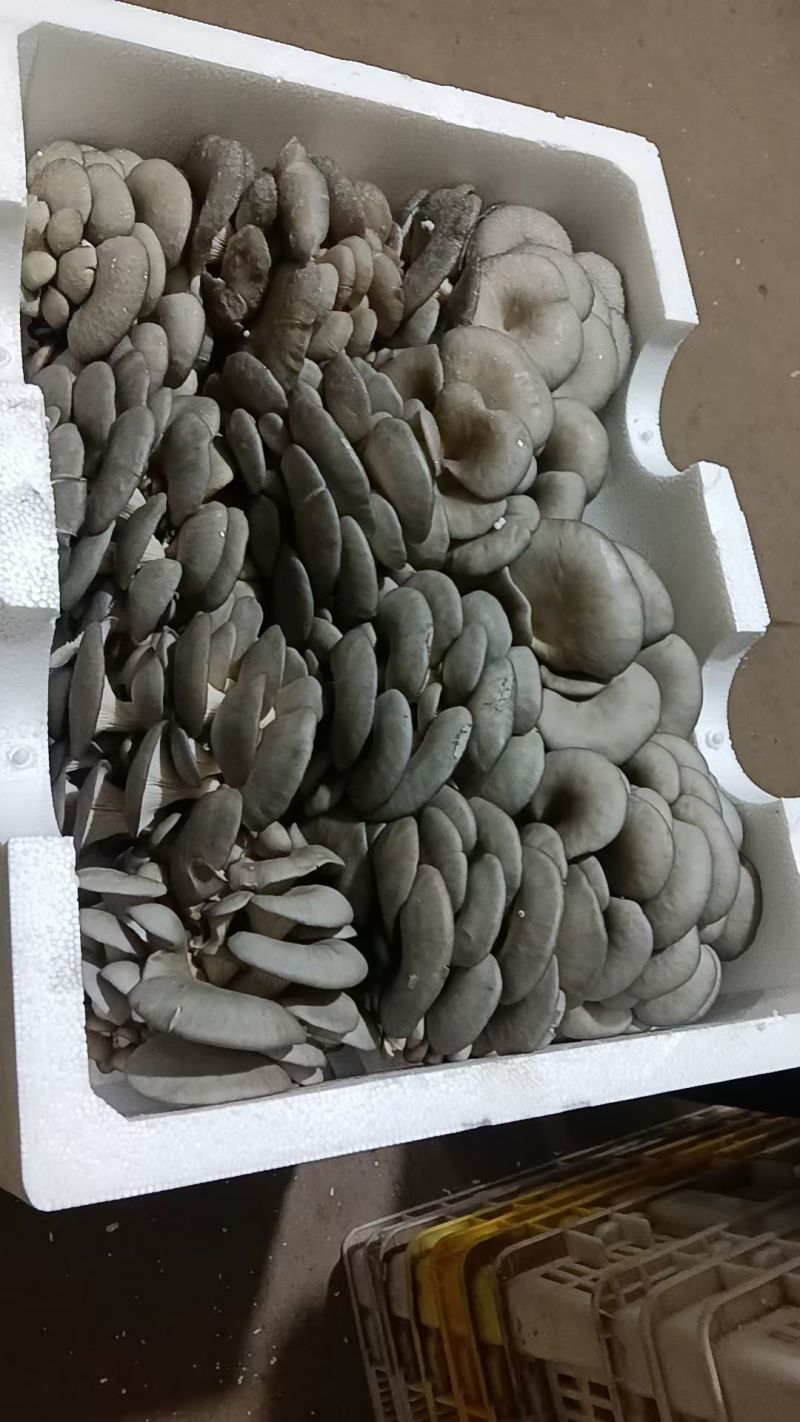 邯郸精品蘑菇鲜平菇基地直发全国发货