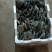邯郸精品蘑菇鲜平菇基地直发全国发货