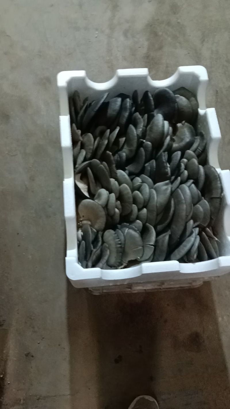 邯郸精品蘑菇鲜平菇基地直发全国发货