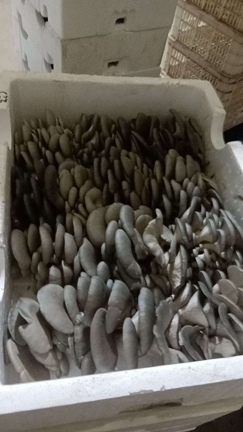 邯郸精品蘑菇鲜平菇基地直发全国发货