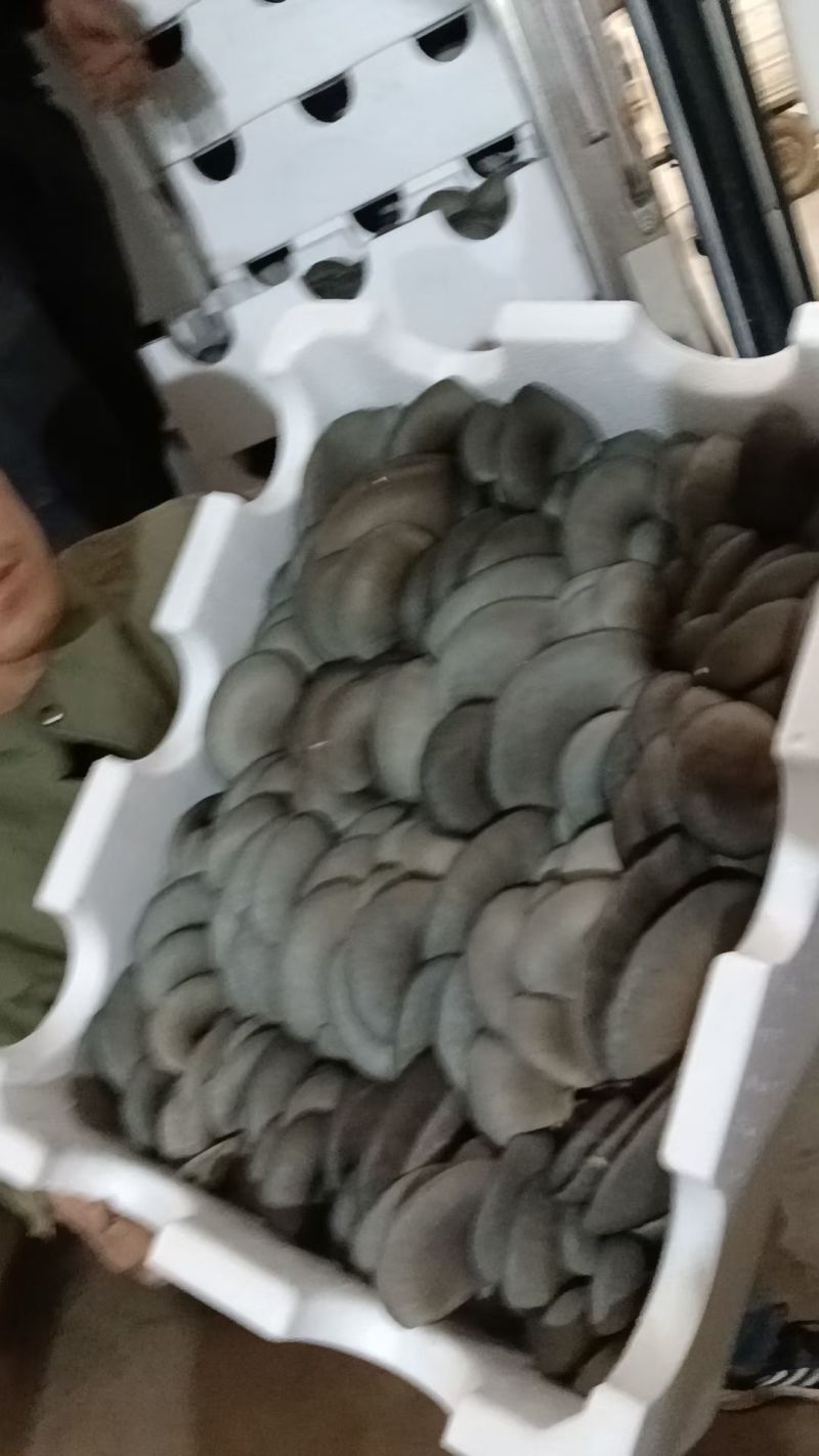 邯郸精品蘑菇鲜平菇基地直发全国发货