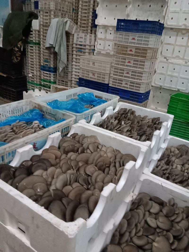 邯郸精品蘑菇鲜平菇基地直发全国发货