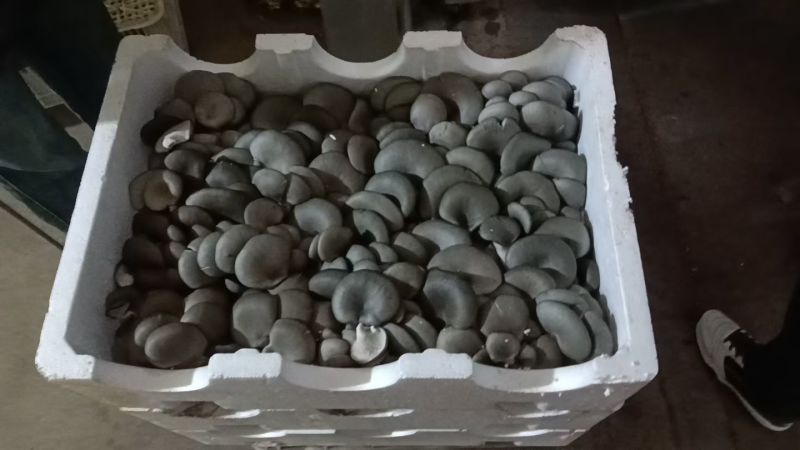 邯郸精品蘑菇鲜平菇基地直发全国发货