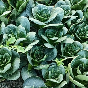 矮脚菜