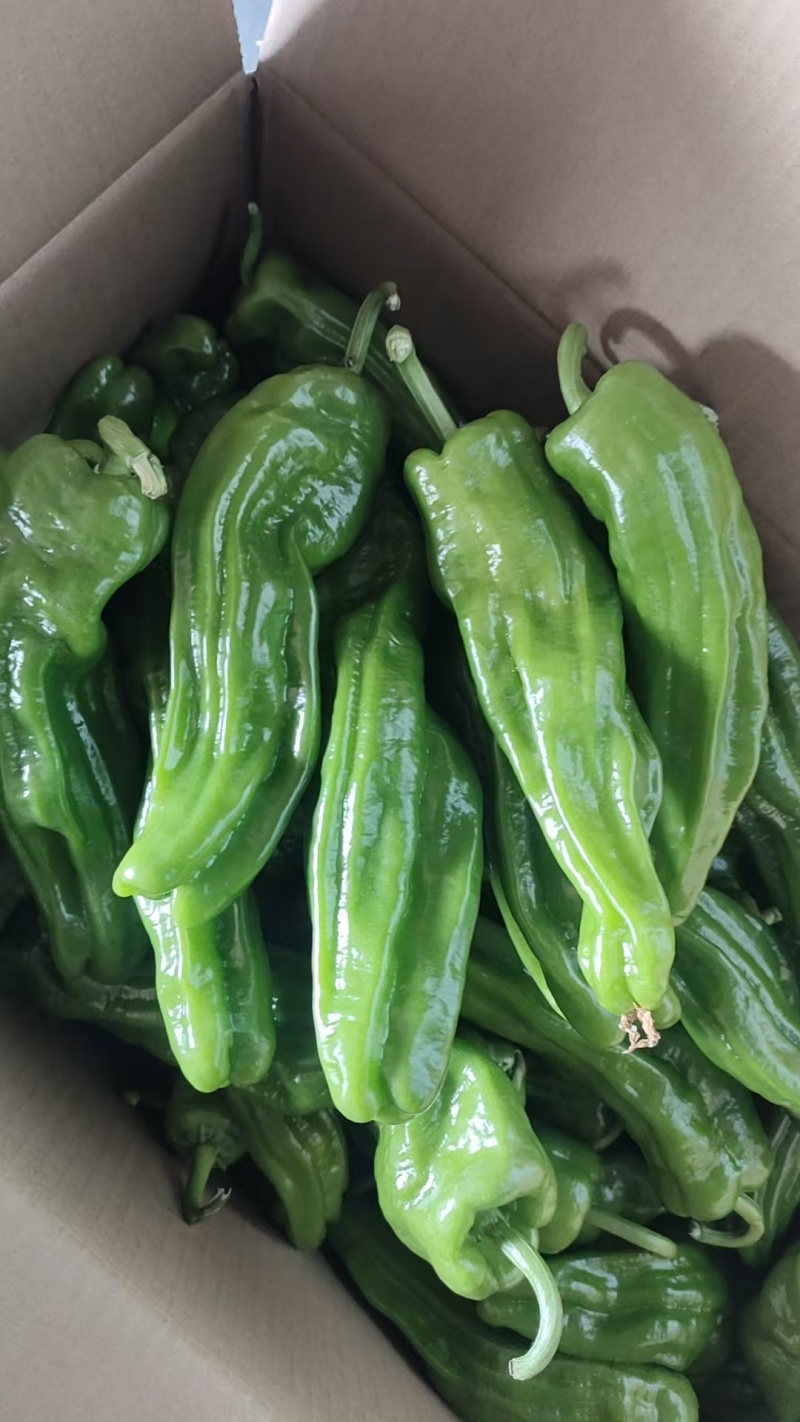 芜湖椒，苏椒，罗丝椒，黄皮椒，301辣椒，电商，市场诚信