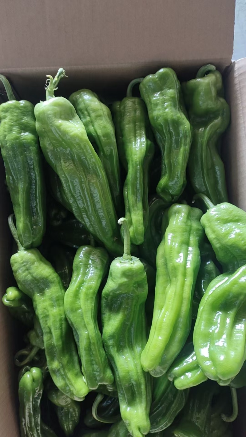 芜湖椒，苏椒，罗丝椒，黄皮椒，301辣椒，电商，市场诚信