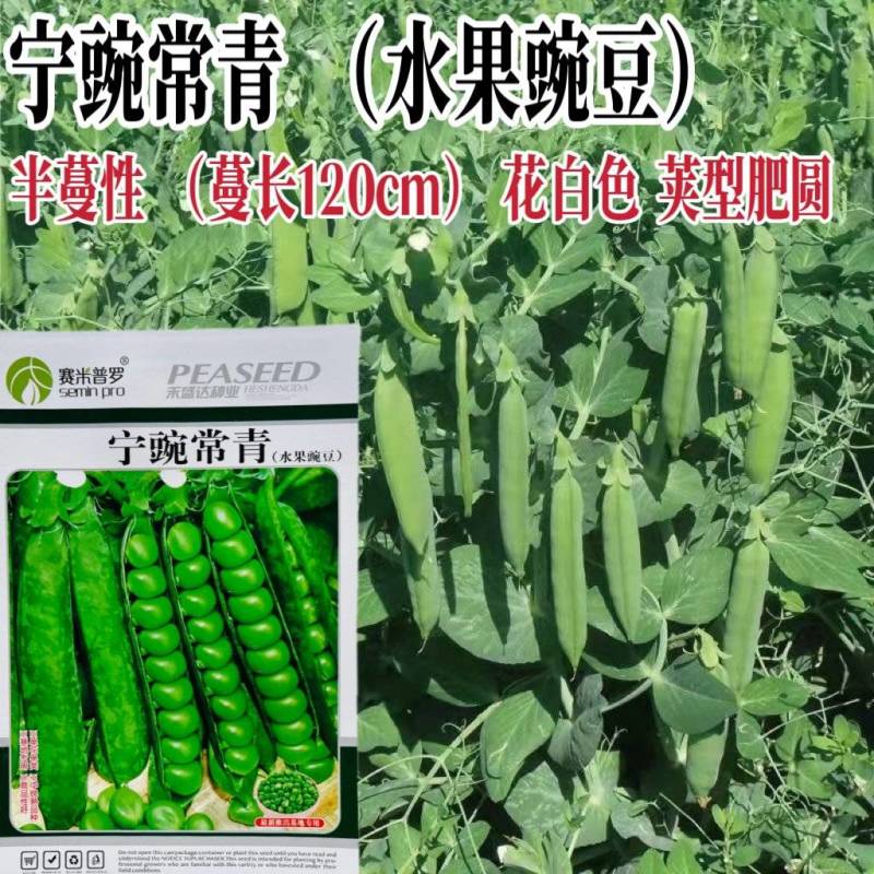 水果豌豆种子圆形青颗粒饱满甜面好吃春秋播种豌豆种子抗病