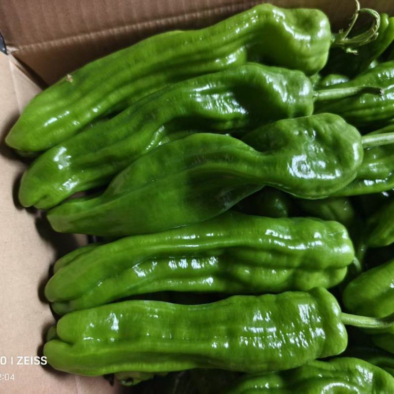 芜湖椒，苏椒，罗丝椒，黄皮椒，301辣椒，电商，市场诚信
