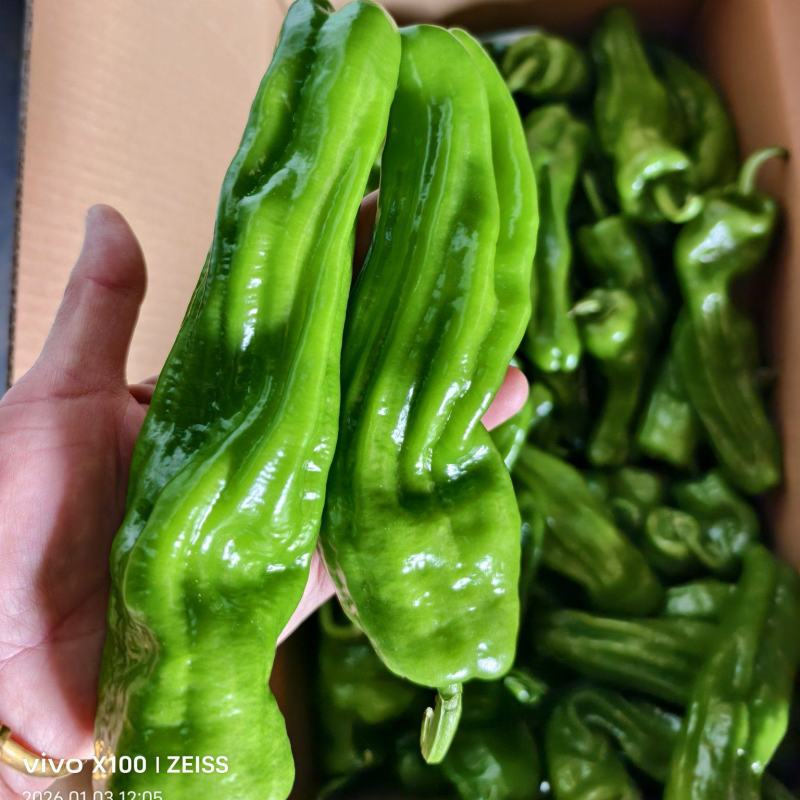 芜湖椒，螺丝椒，泡椒，黄皮椒等直供产地，一手货源，保质保