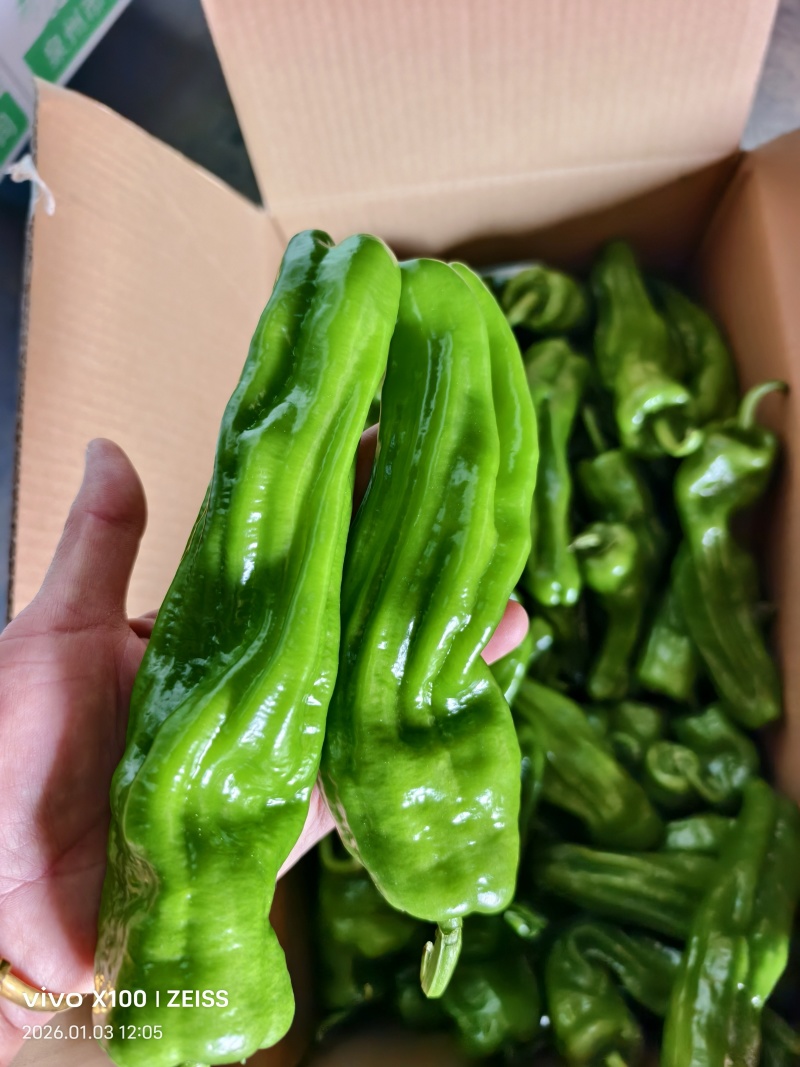 芜湖椒，螺丝椒，泡椒，黄皮椒等直供产地，一手货源，保质保