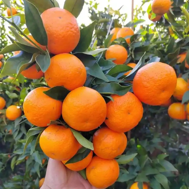 云南高山沃柑