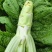 棒菜