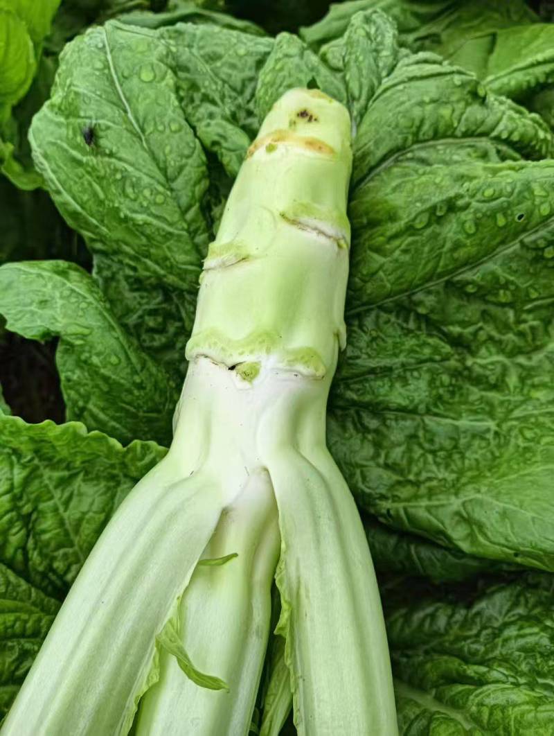 棒菜