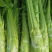 棒菜