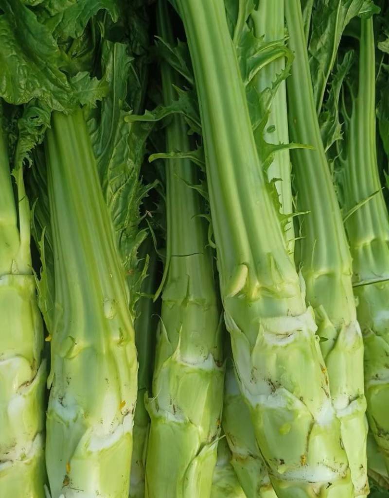 棒菜