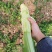棒菜