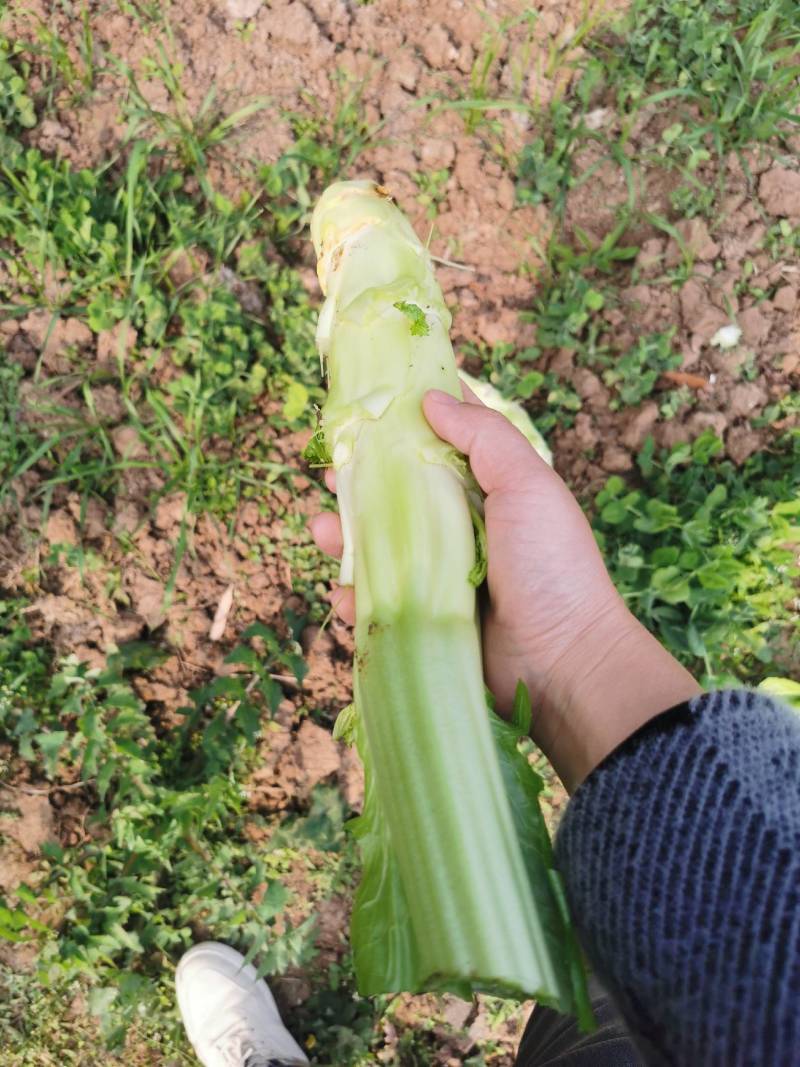 棒菜
