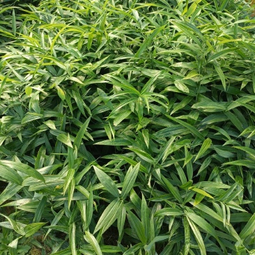 多花高杆不倒苗，黄精苗大量接单产地直发量大从优欢迎来电