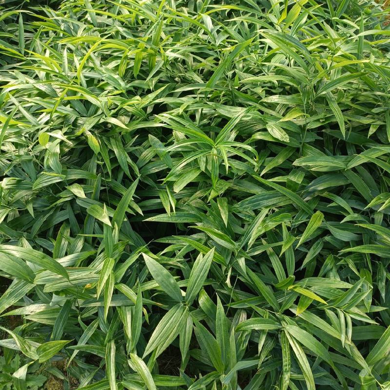 多花高杆不倒苗，黄精苗大量接单产地直发量大从优欢迎来电
