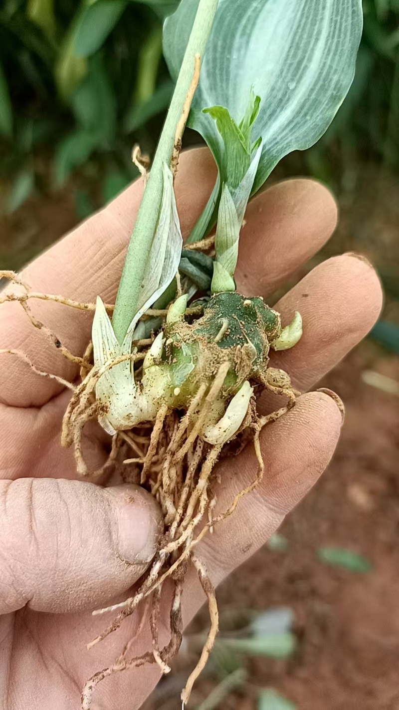 多花高杆不倒苗，黄精苗大量接单产地直发量大从优欢迎来电