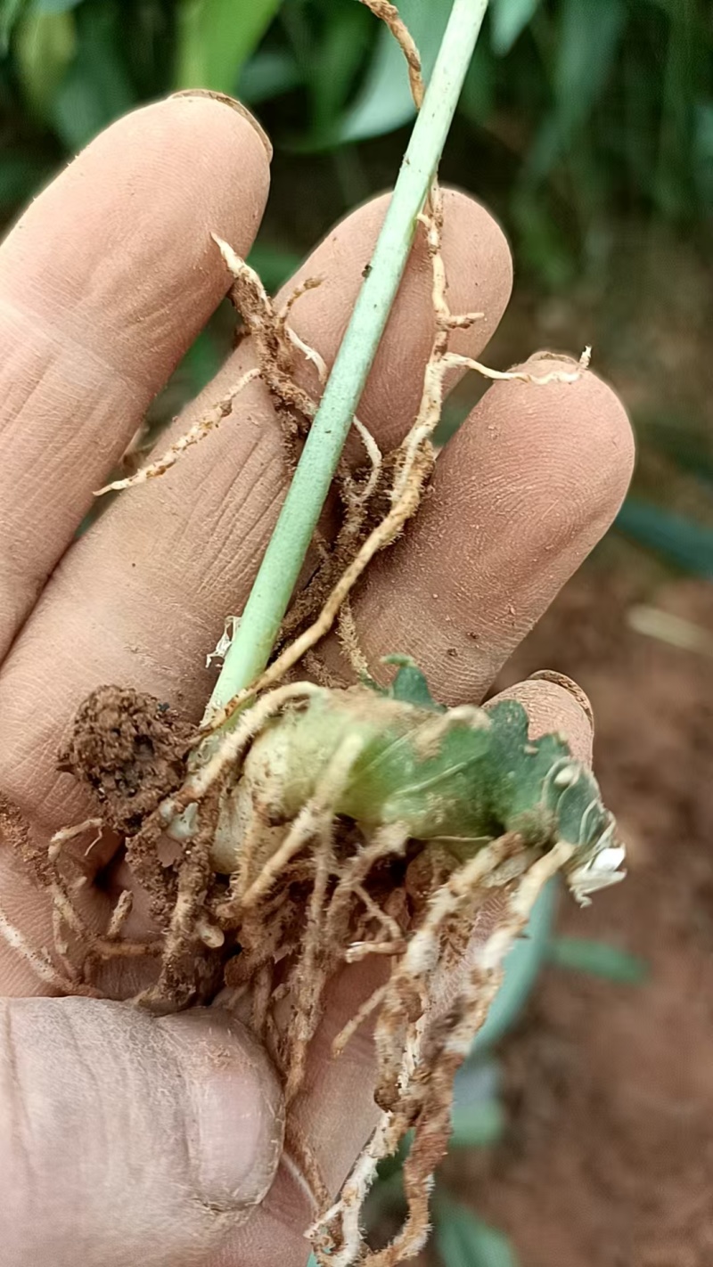 多花高杆不倒苗，黄精苗大量接单产地直发量大从优欢迎来电