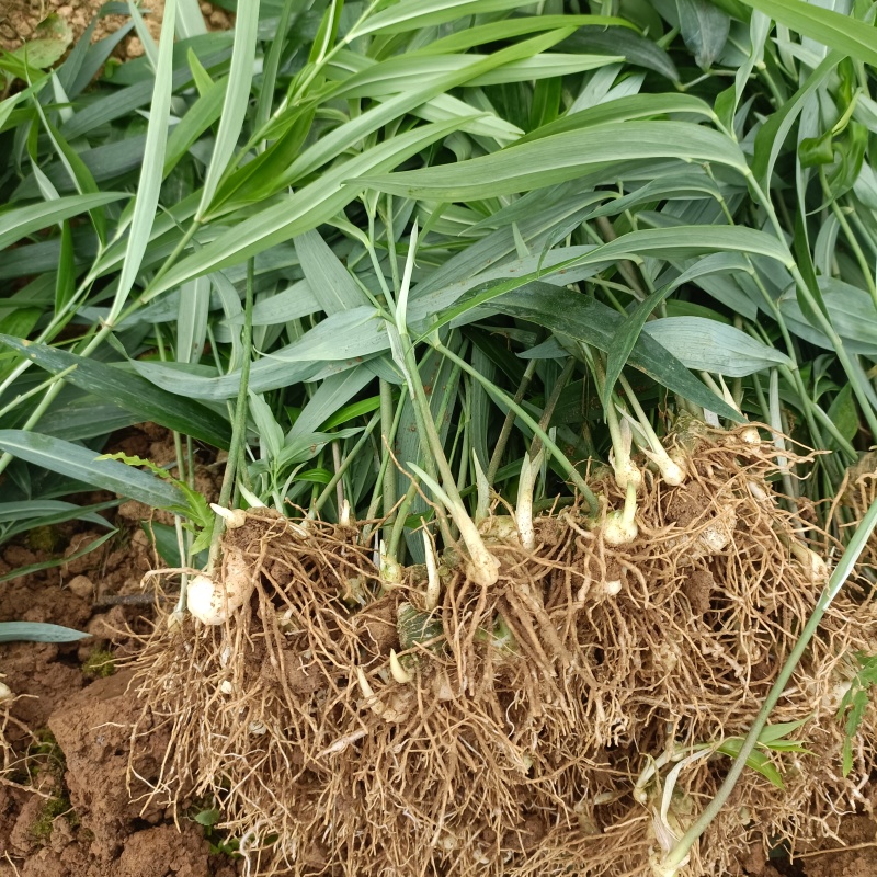 多花高杆不倒苗，黄精苗大量接单产地直发量大从优欢迎来电