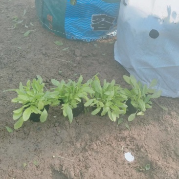 鼠尾草
