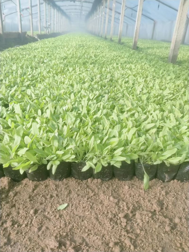 鼠尾草