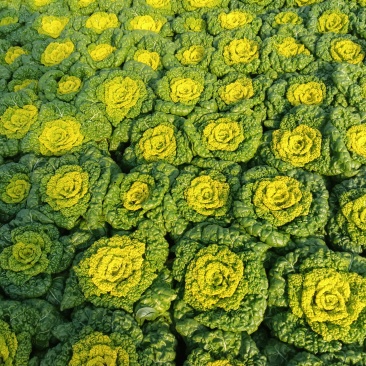 精品黄心菜