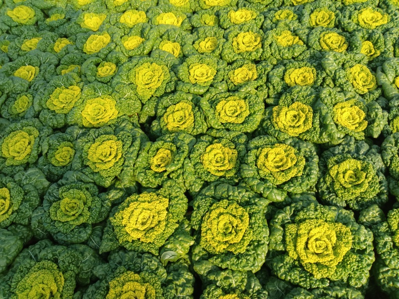精品黄心菜