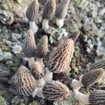 新鲜羊肚菌基地直发物美价廉包邮到家