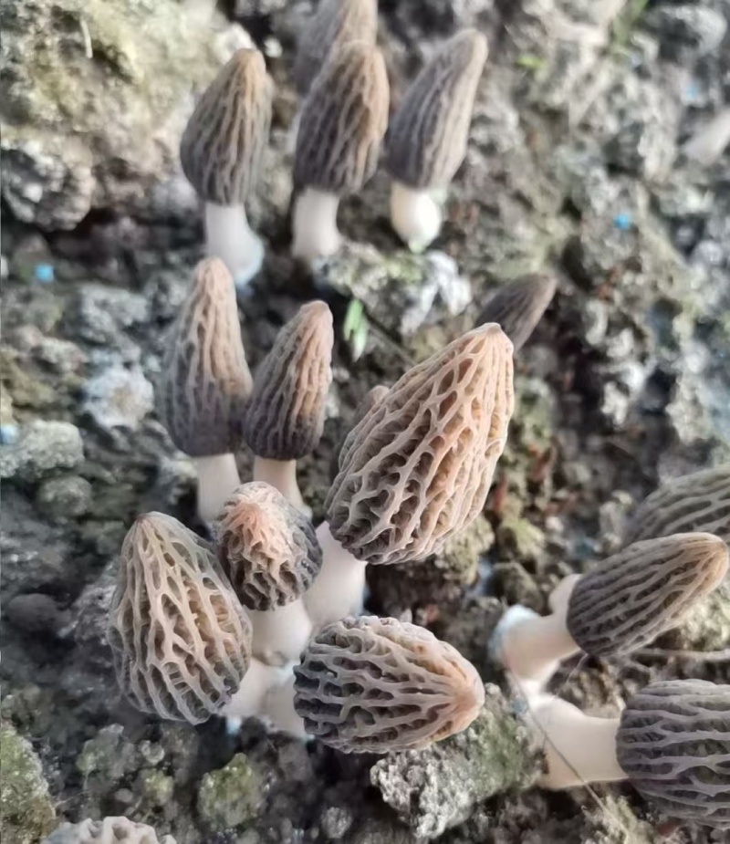 新鲜羊肚菌基地直发物美价廉包邮到家