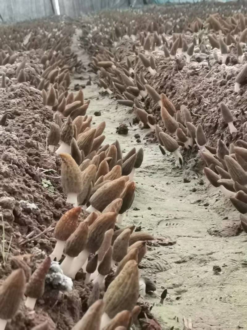 新鲜羊肚菌基地直发物美价廉包邮到家