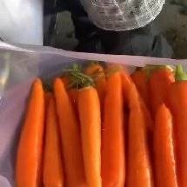 基地大品牌精品中条红萝卜