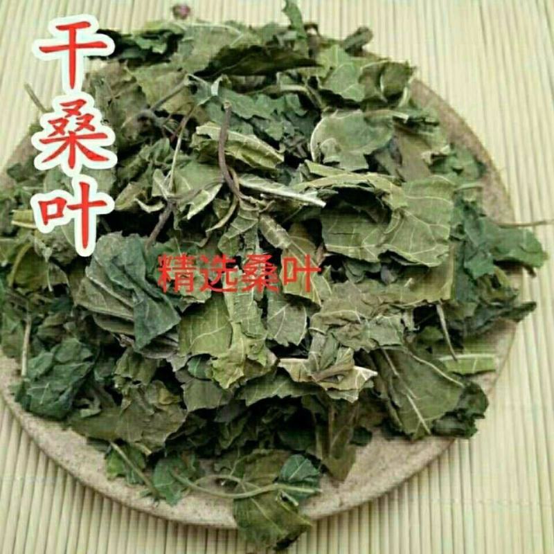 中草药材桑叶霜后桑叶干桑叶冬桑叶各种规格批发零售