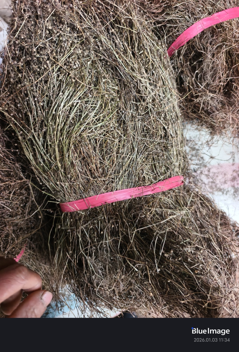 顺草扎把，成卷白花蛇舌草