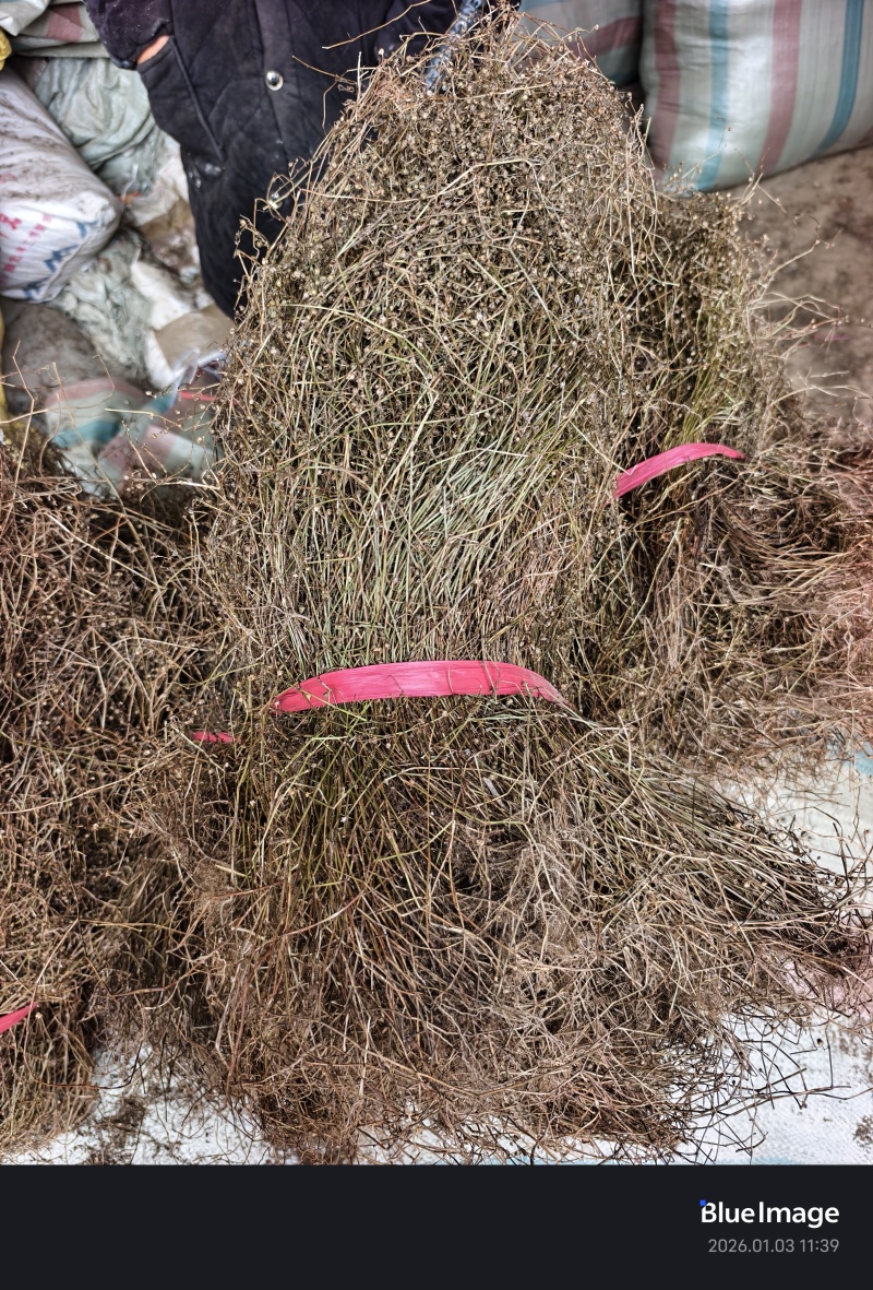 顺草扎把，成卷白花蛇舌草